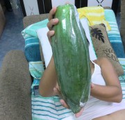 ASIAGIRLNETT - riesen papaya