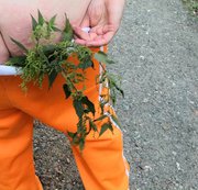 BouncyTitAction - 233 - Mit Brennnesseln im Slip wandern Part 2