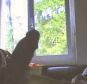 DaringSuzy - Window Wank 2