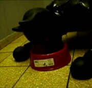 Fetisch-x-Paar - Mein neues Latexhündchen beim fressen!