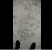 Greggibond - in den Schnee gepisst Teil 1