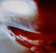 Herkie79 - Spritzende Muschiiii