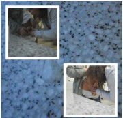 MasterDragonlord - Erwischt beim Maulfick im Center (public)