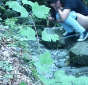 Miss-Devil-Pussy - Outdoor-Fummelei von Fremden gefilmt