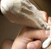 Newcummer-2018 – Mit hren geilen weißen getragenen Socken abgewichst….