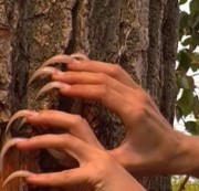 NoirPlaisir - Lange spitze Krallen an einem Baum