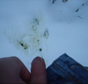 Partymuffel - gelber Schnee