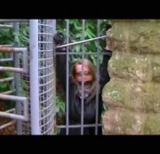 Sara-Sweet - Gefesselt + geknebelt outdoor hinter Gittern