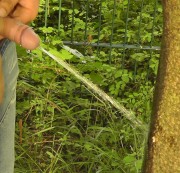 SexgeluesteSB - Gegen Baum gepisst...