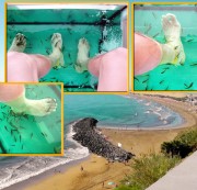 SkaterboysocksXL - Mein Fisch-Fuß-Massage auf Gran Canaria