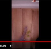 Stachelbeere1992 – Für kleine sklaven Teppiche!