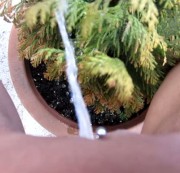 Tigerlilly-DirtyLeon - Userwusch,Pflanze angepisst