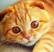 VietnamQA – Hello people!