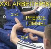 XXL23x6 - 40) XXL ARBEITER(6) PFERDELÜMMEL
