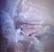 anouschka09 - pusssy ganz weiß