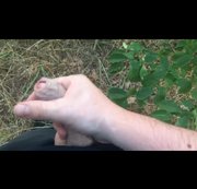 darkangeldemon – Komm in den Wald..