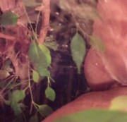 dirtyhotbitch22 - ich "gieße" meine Pflanze - Userwunsch