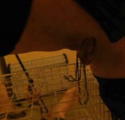 domsubpaar2005 - angepißt