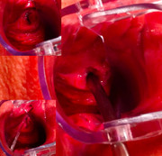 martalust – Pissloch mit Dilator gefickt, absolut geil
