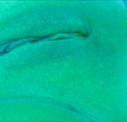 milkapitt - Meine Muschi auf der Sonnenbank gefingert