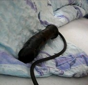 xXLuderxX3 - Muschi gesprengt